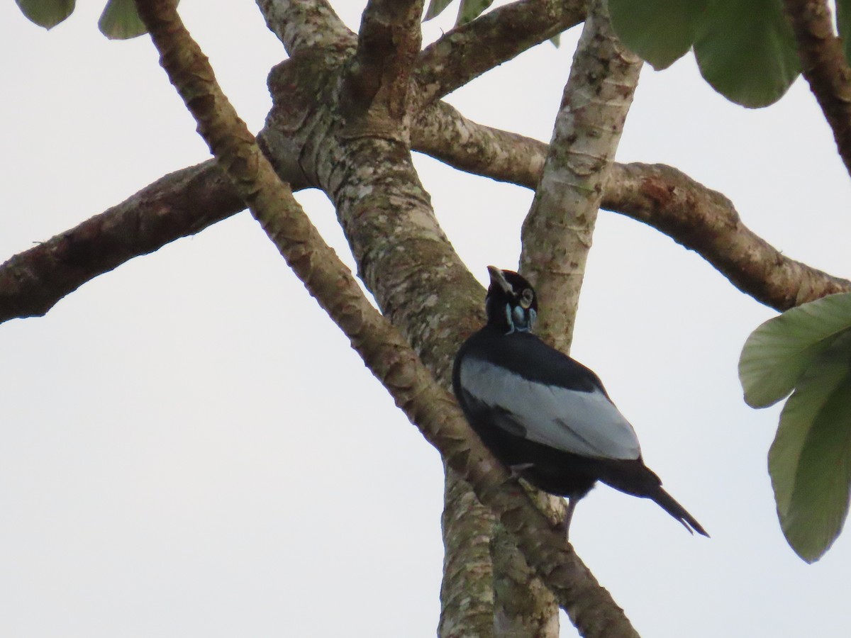 Bare-necked Fruitcrow - ML644461123