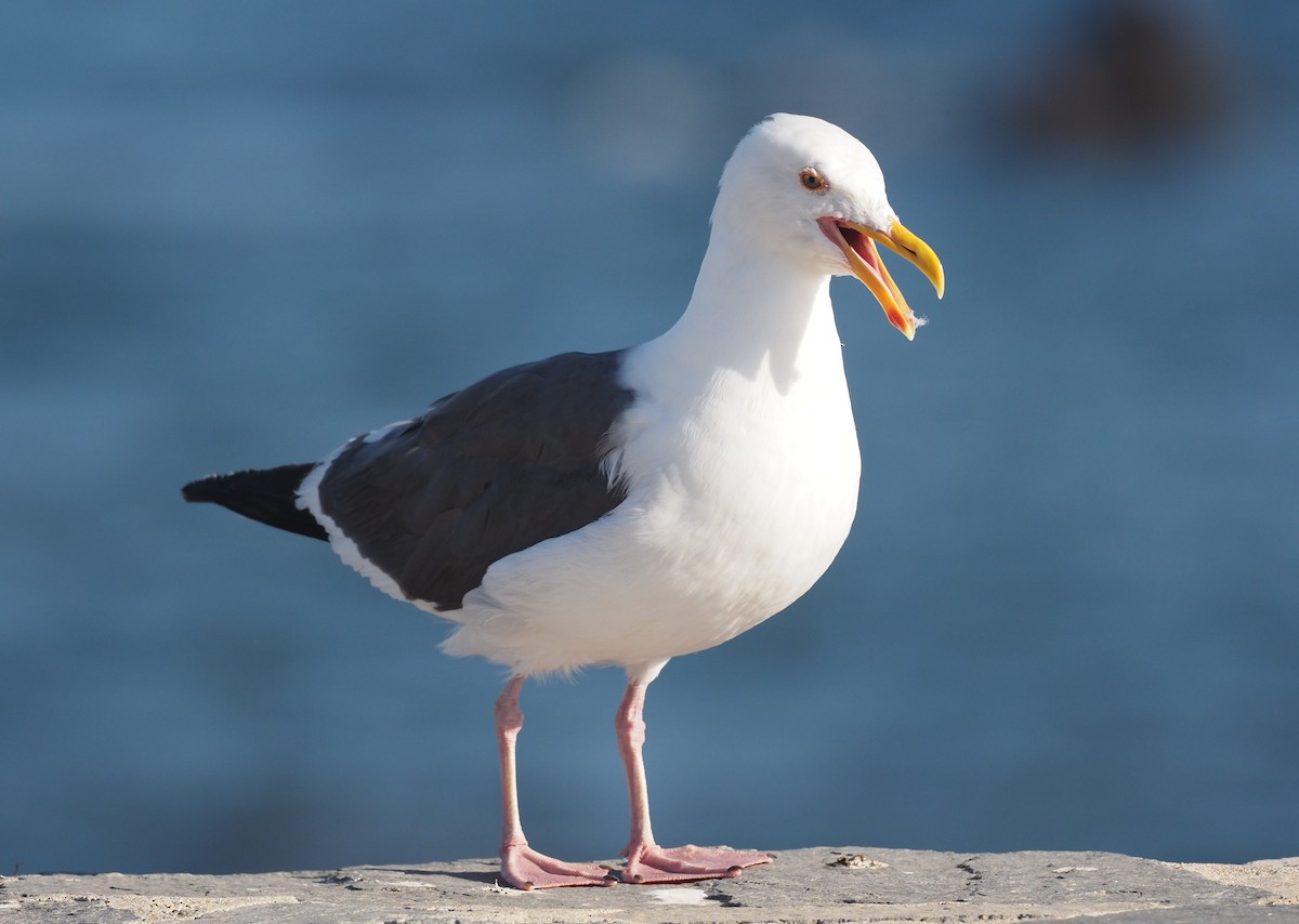 Western Gull - ML644461124