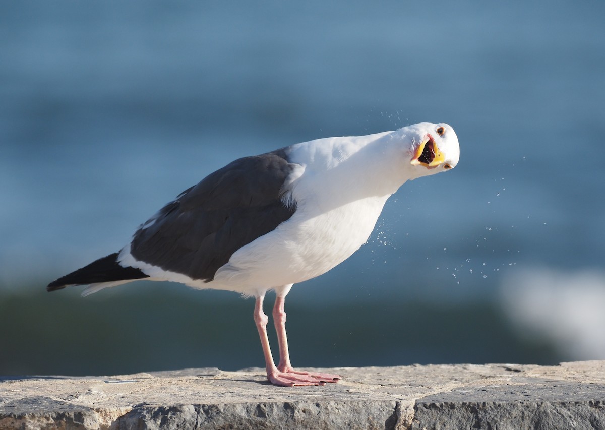 Western Gull - ML644461125