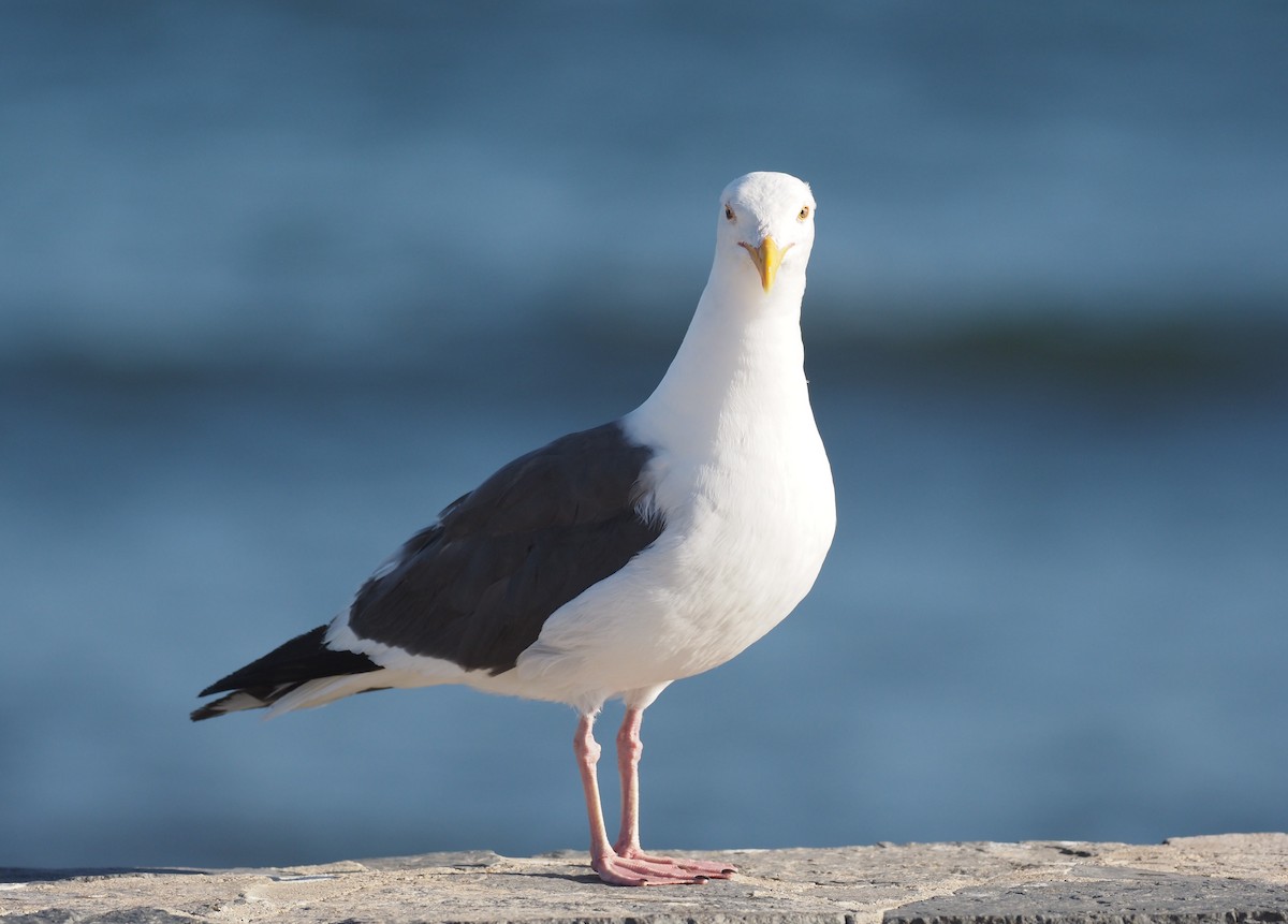 Western Gull - ML644461126