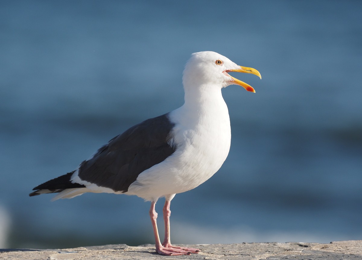 Western Gull - ML644461127