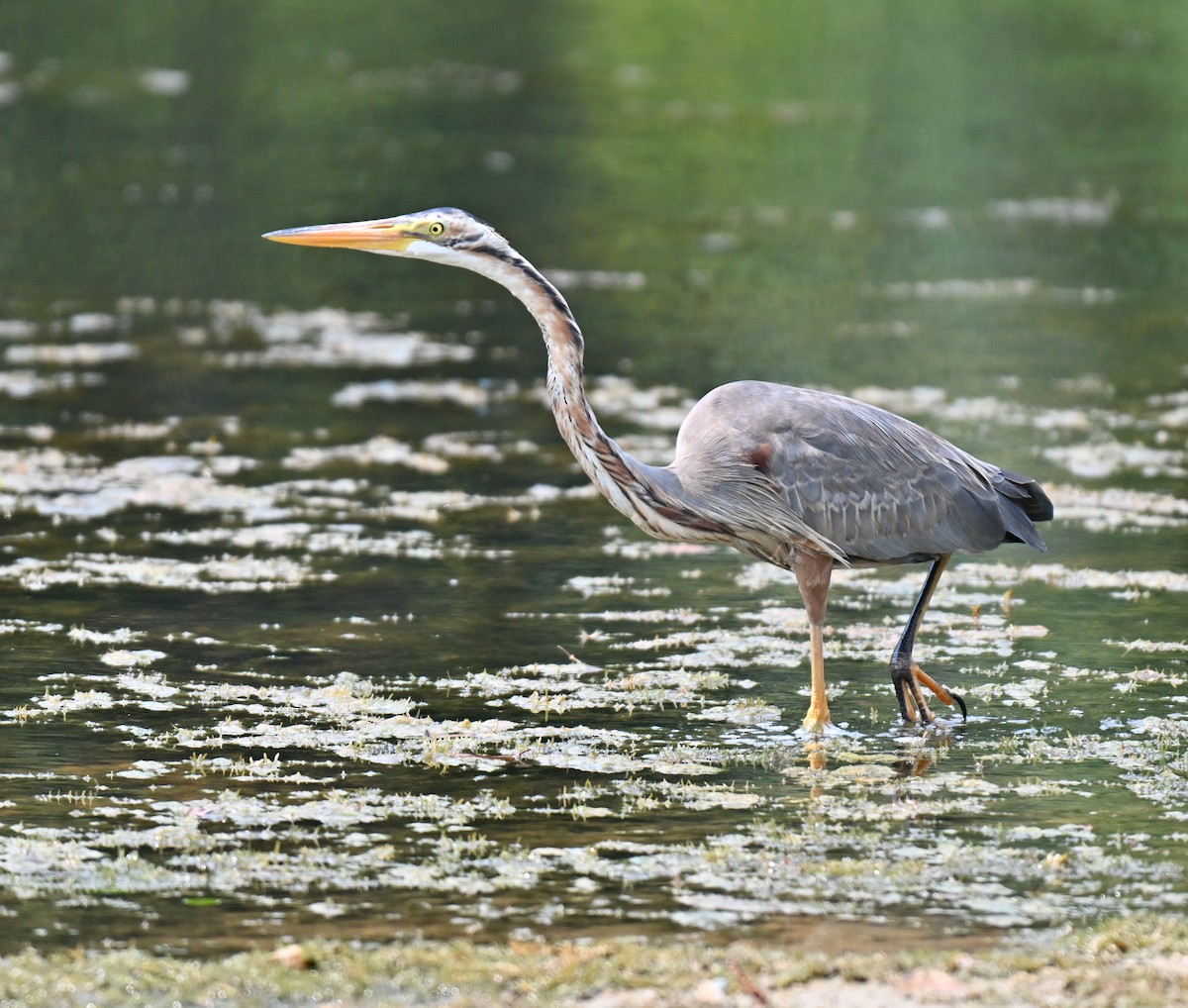 ムラサキサギ - ML644461129