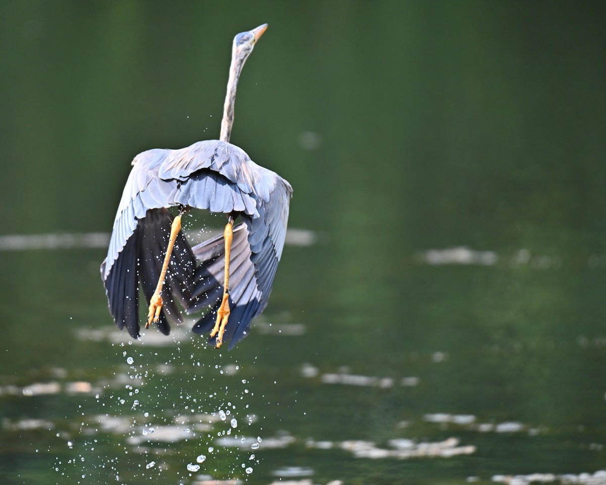 ムラサキサギ - ML644461130