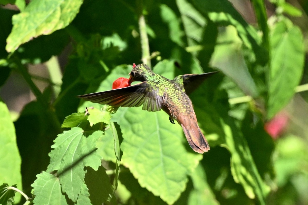 yucatánkolibri - ML644461132