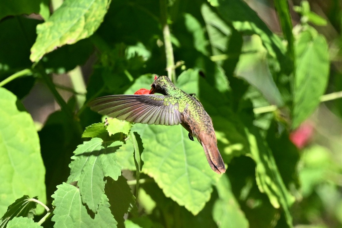 yucatánkolibri - ML644461133