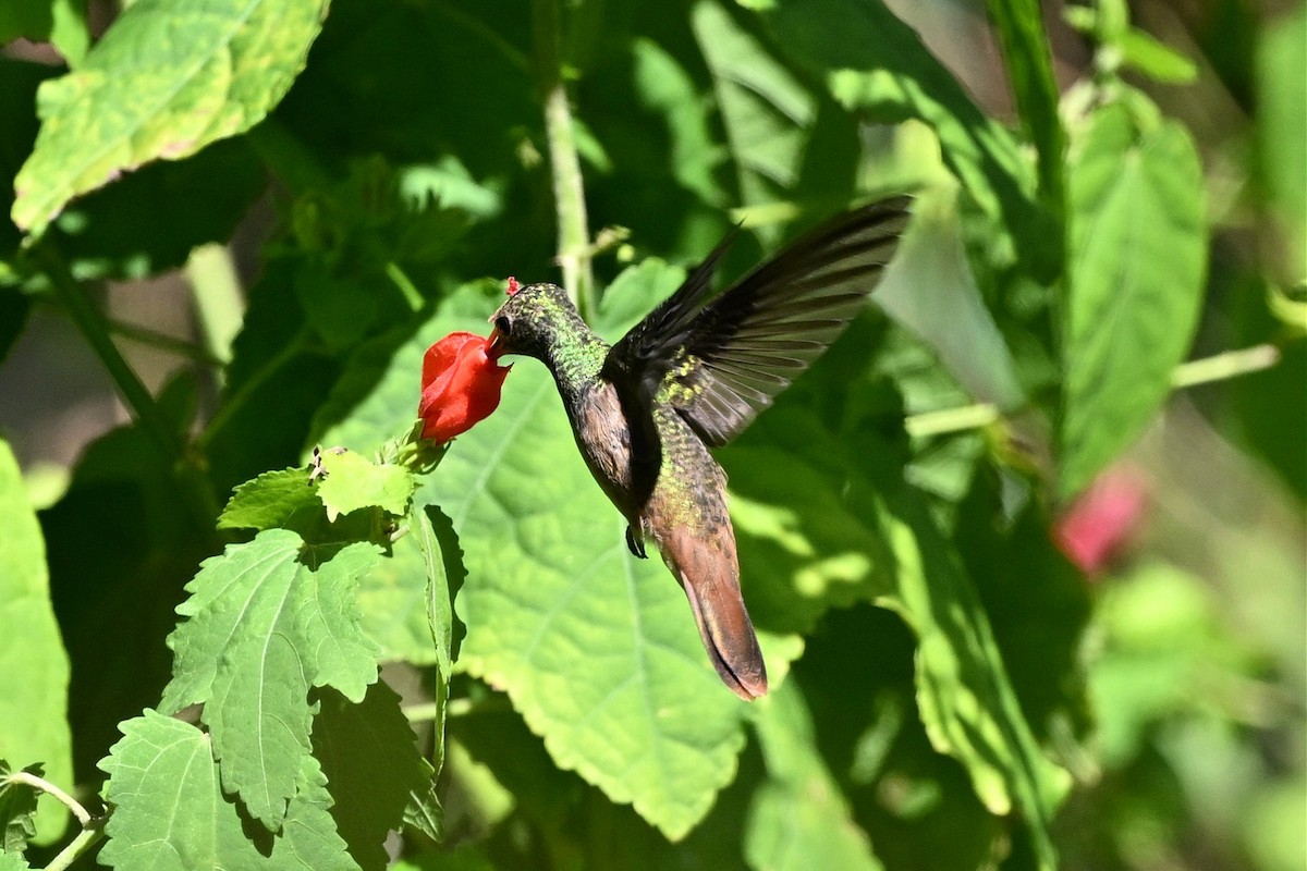 yucatánkolibri - ML644461134