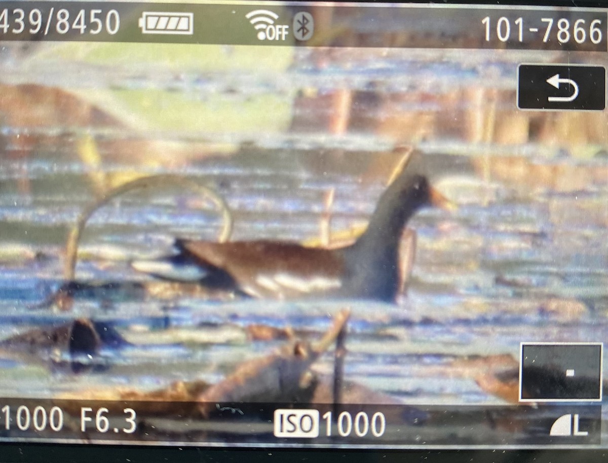 slípka americká - ML644461137