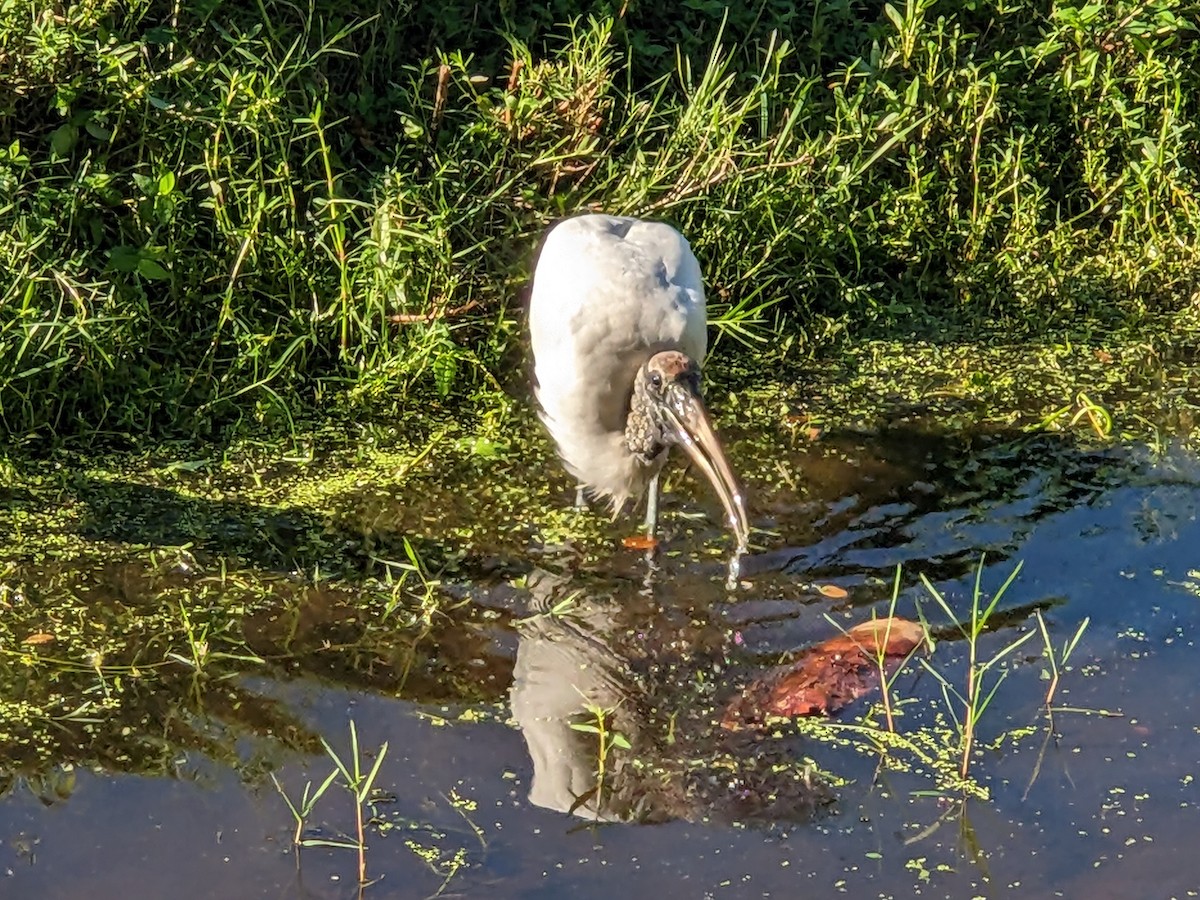 Wood Stork - ML644461140