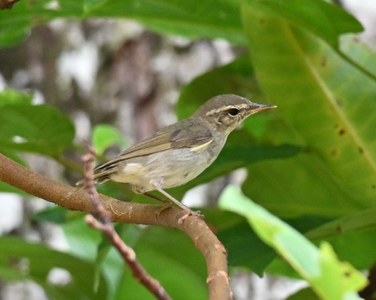 コムシクイ - ML644461141