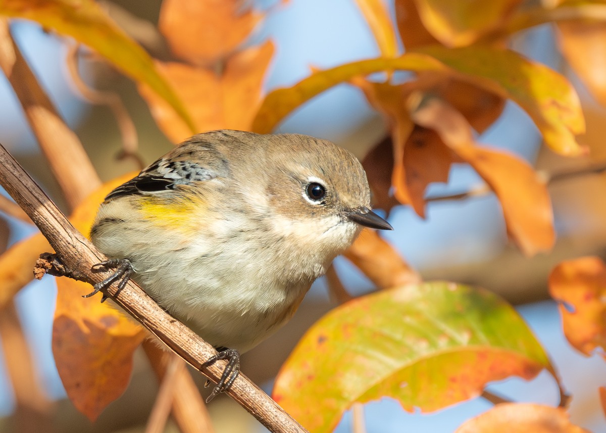 Yellow-rumped Warbler - ML644461145