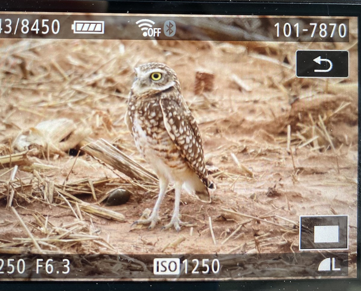 sýček králičí - ML644461146