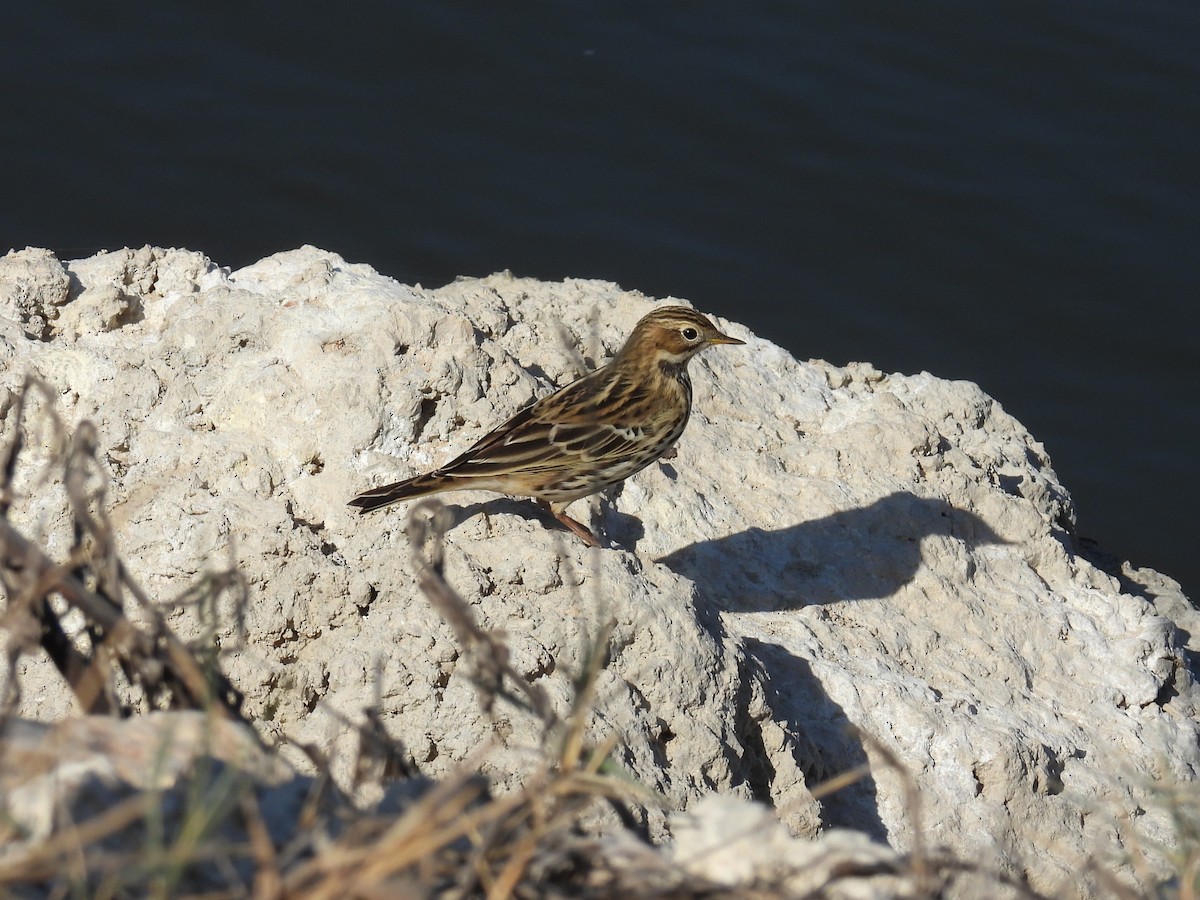 Red-throated Pipit - ML644461152