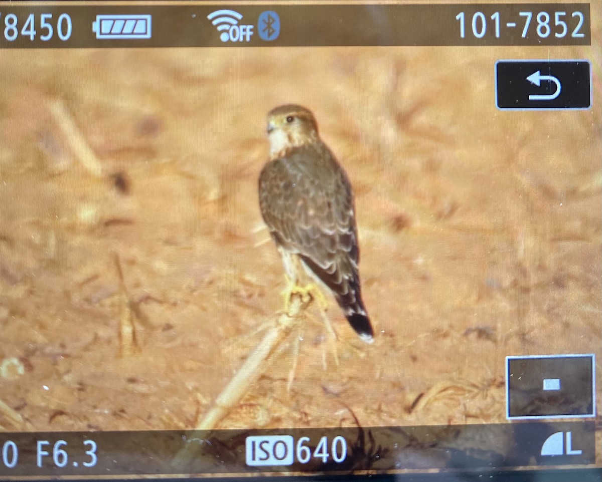 dřemlík tundrový - ML644461154