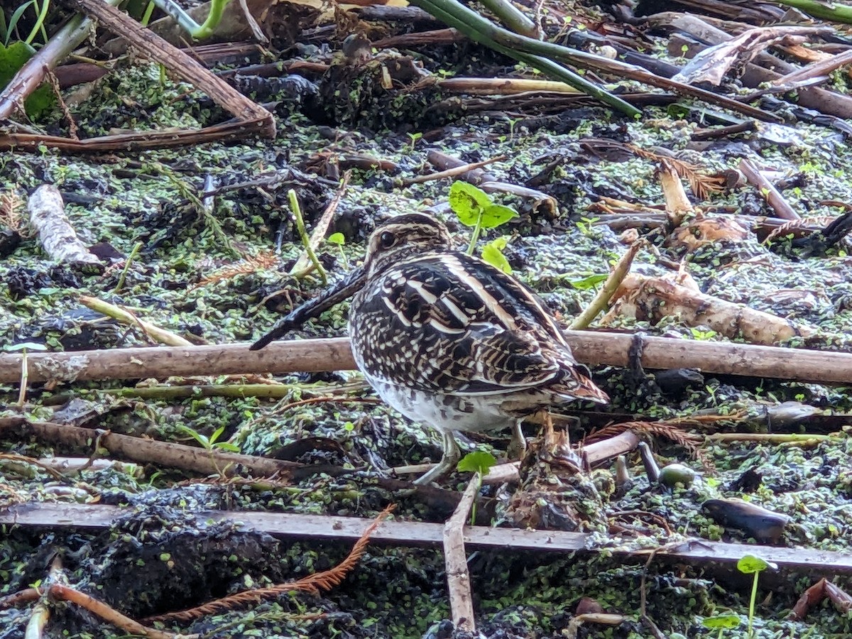 Wilson's Snipe - ML644461155