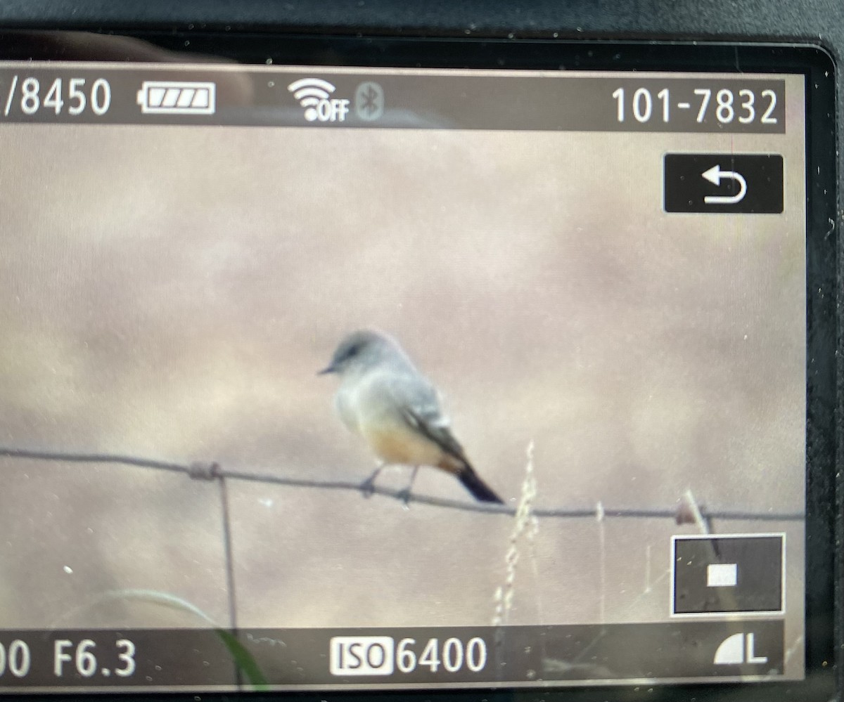 Say's Phoebe - ML644461161