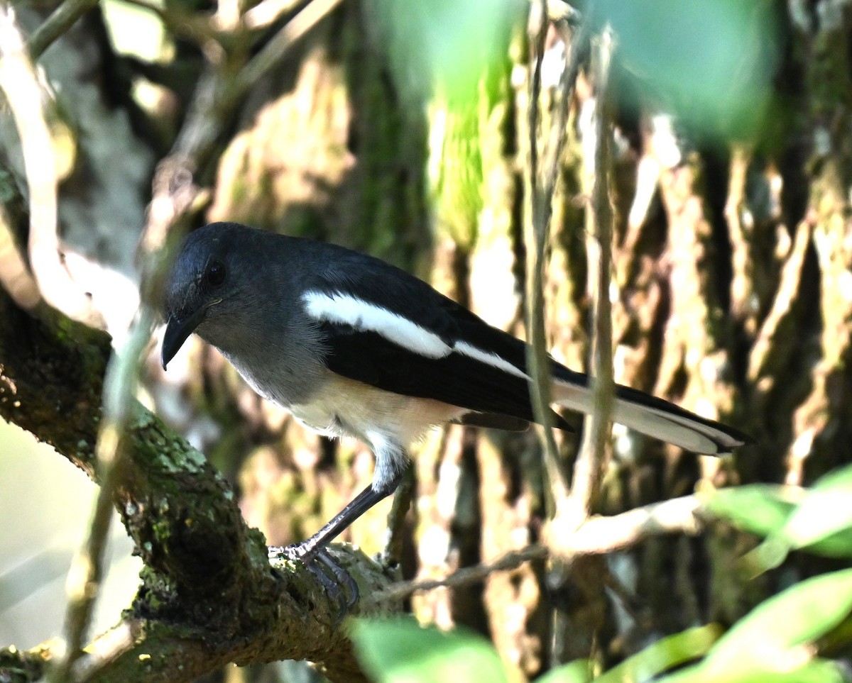 シキチョウ - ML644461163