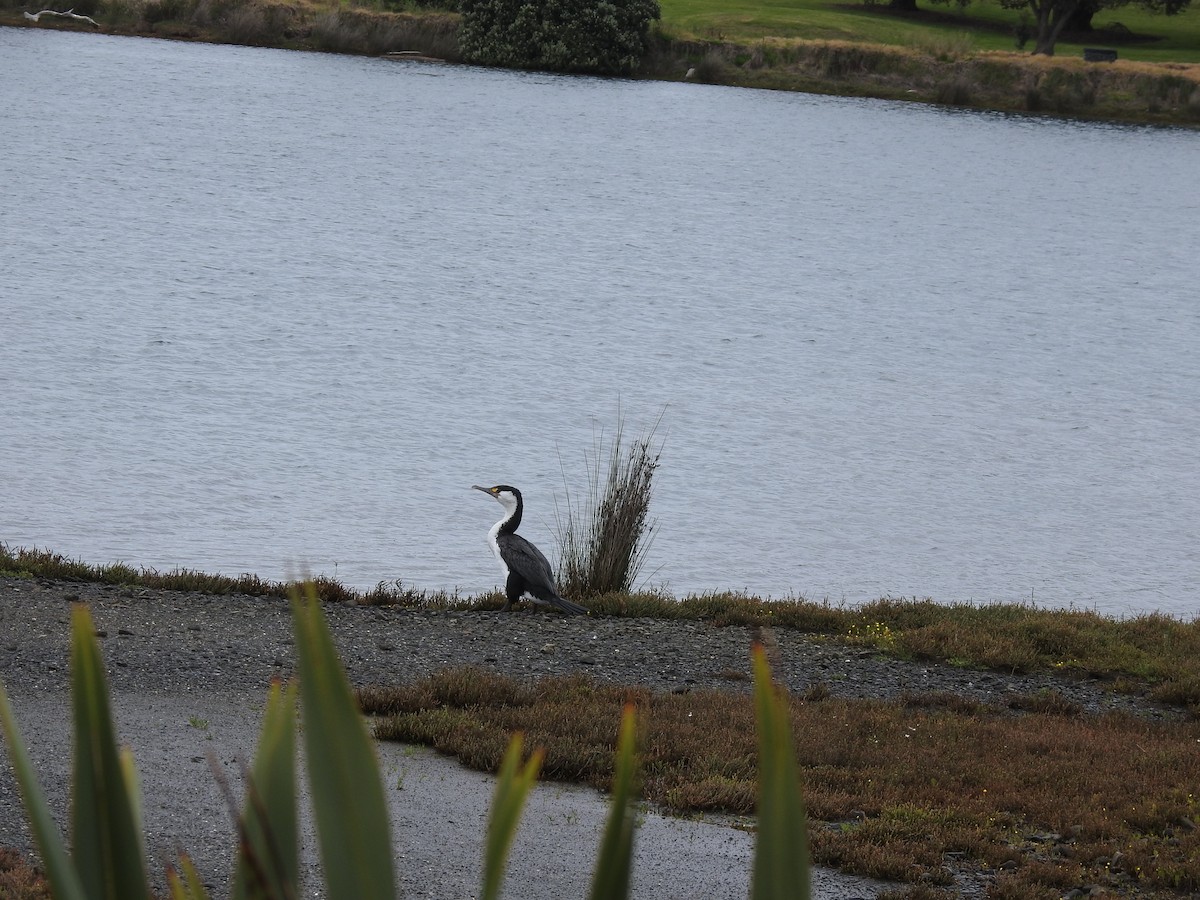 Pied Cormorant - ML644461164