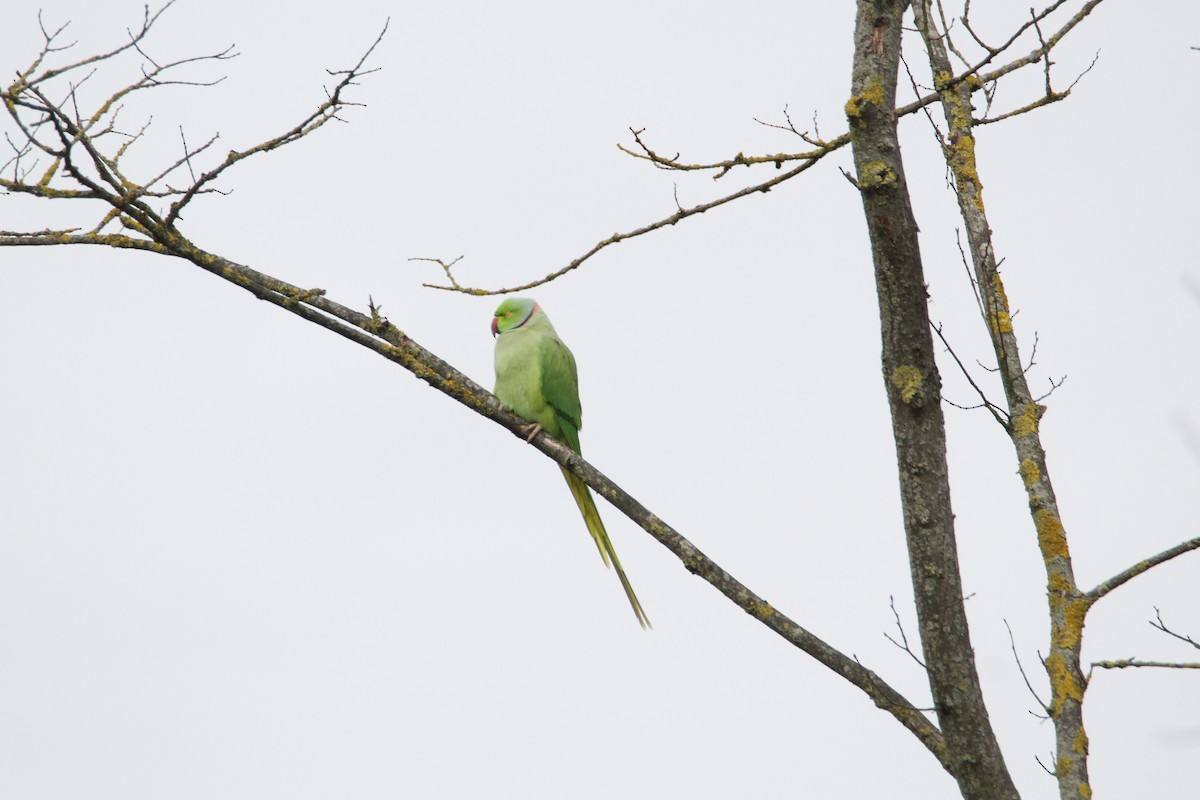 Rose-ringed Parakeet - ML644461165