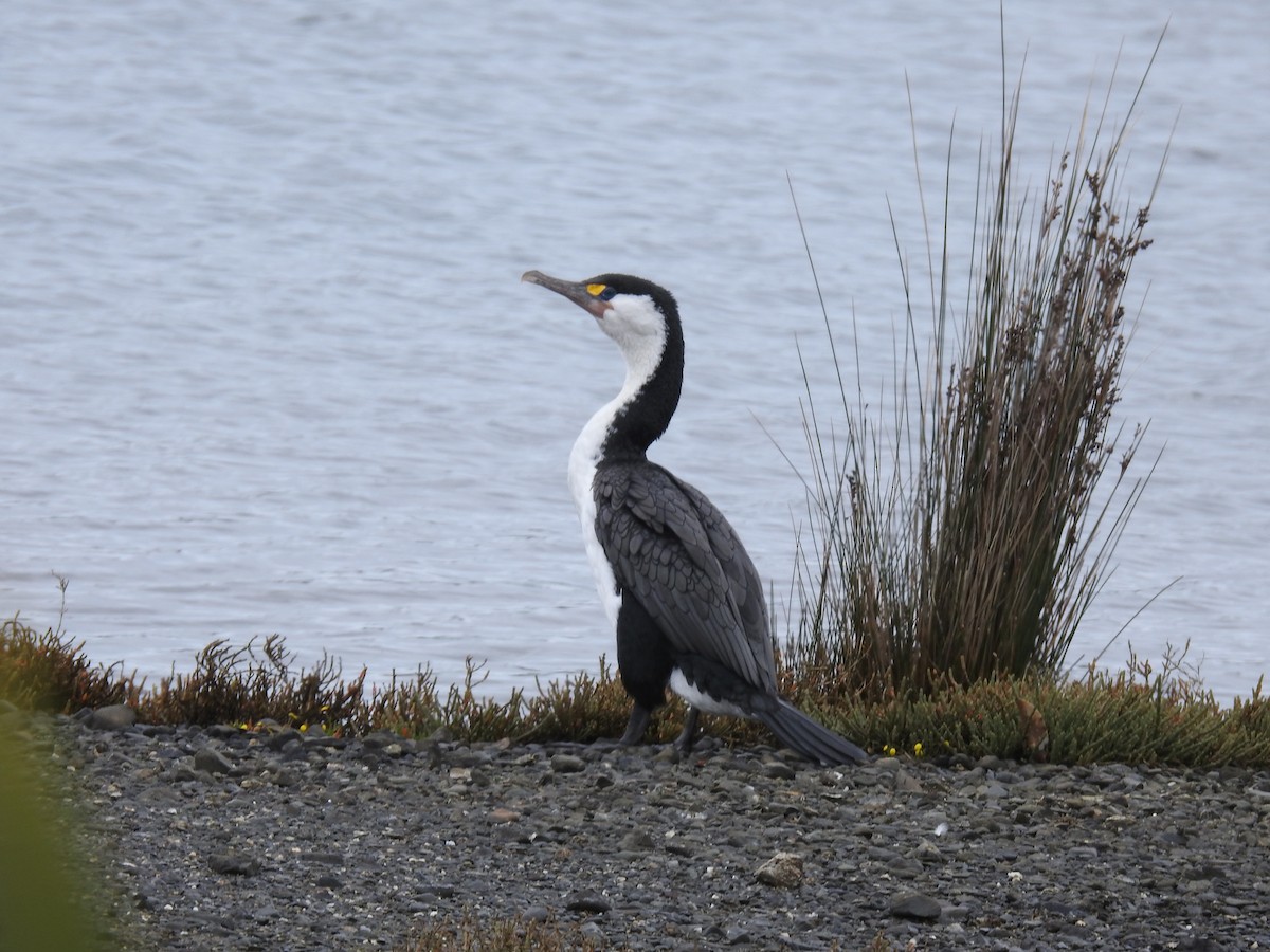 Pied Cormorant - ML644461168