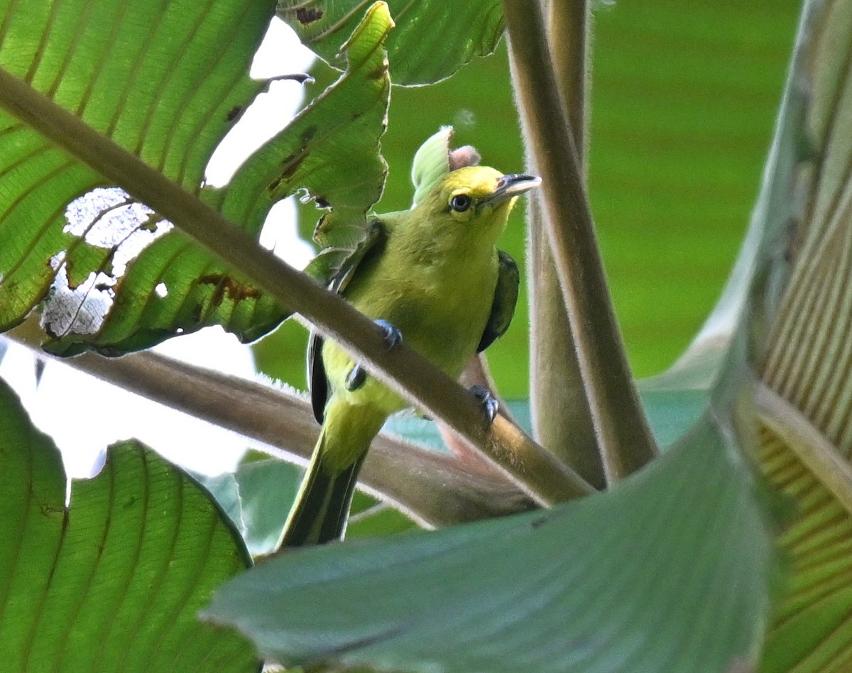 Brown-throated Sunbird - ML644461169
