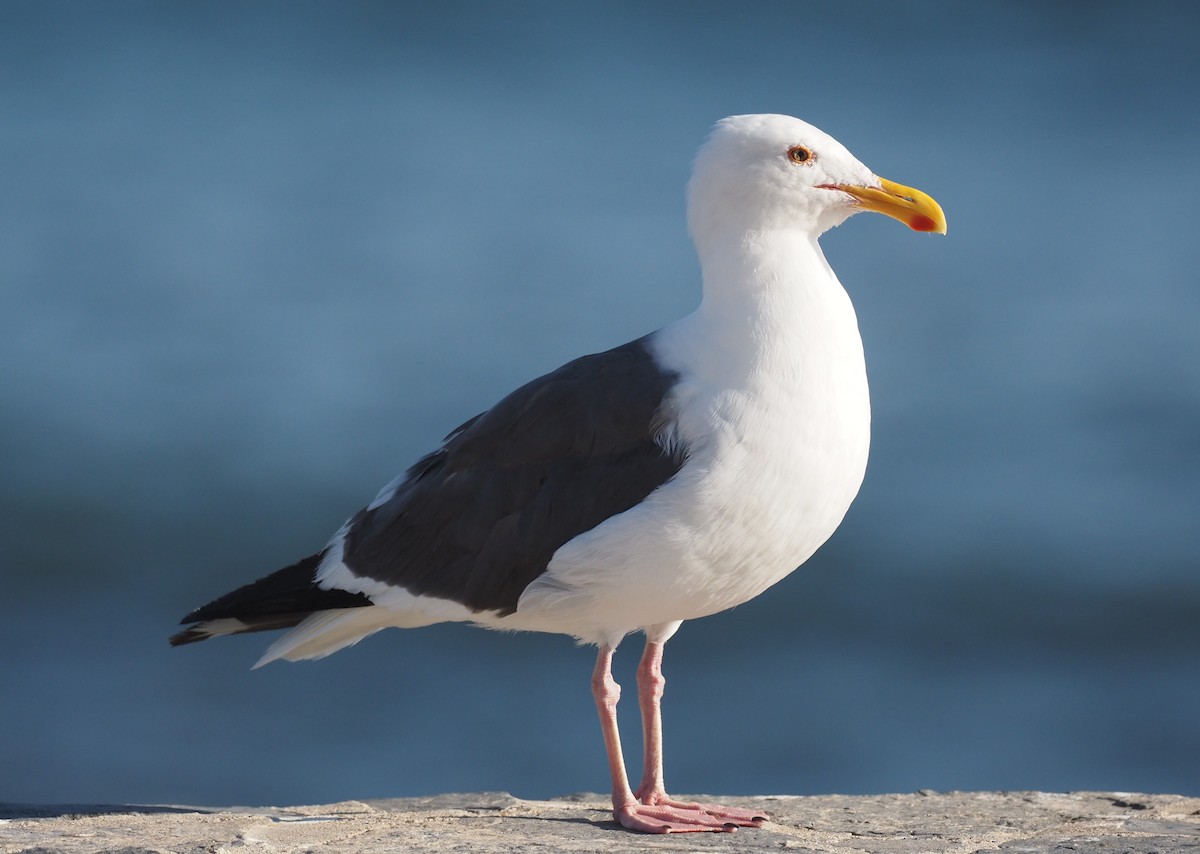 Western Gull - ML644461172