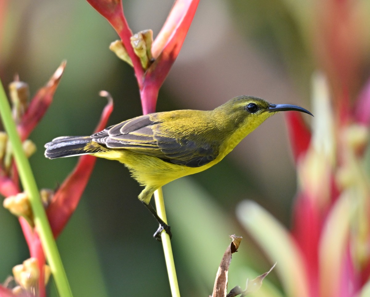 Ornate Sunbird - ML644461173