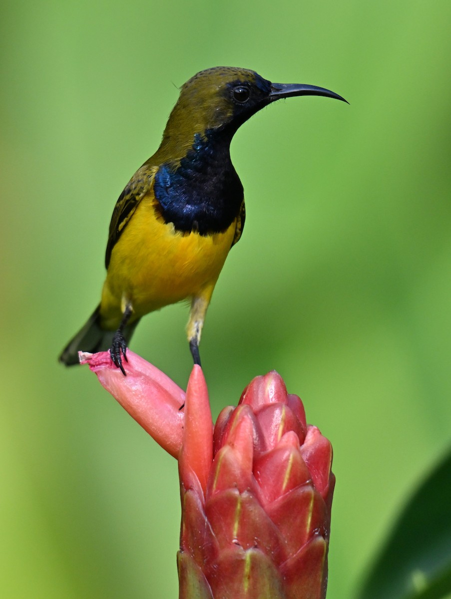 Ornate Sunbird - ML644461174