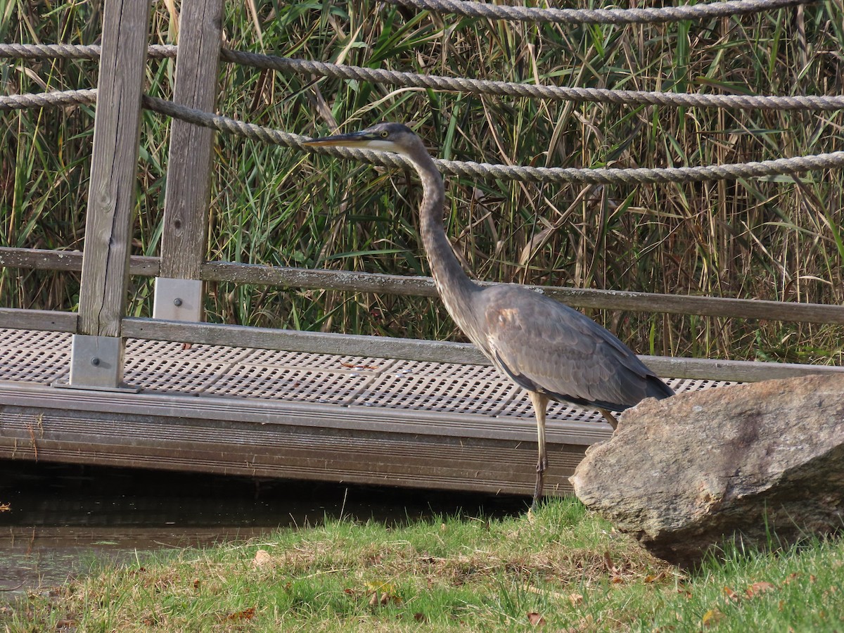 Great Blue Heron - ML644461176