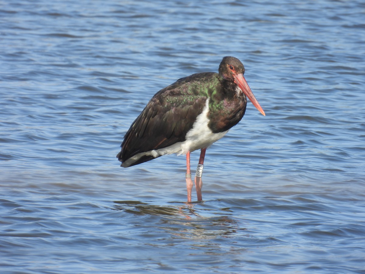 Black Stork - ML644461182