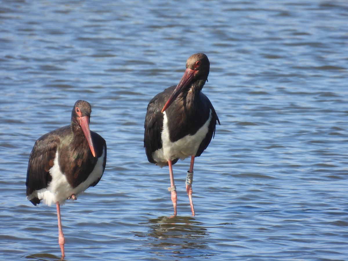 Black Stork - ML644461183