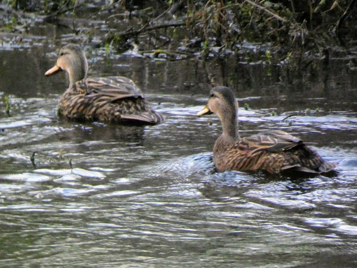 Mottled Duck - ML644461184
