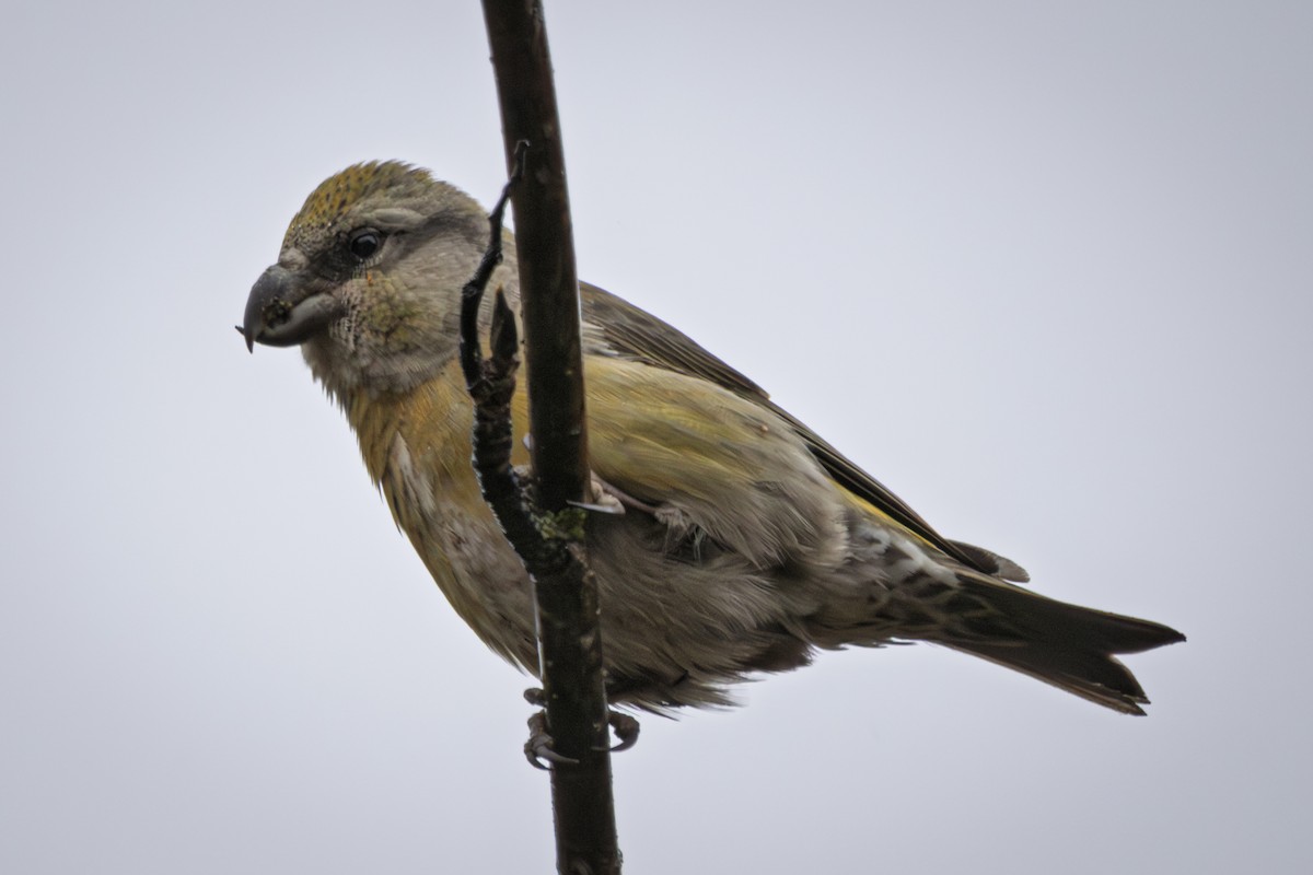 Parrot Crossbill - ML644461185