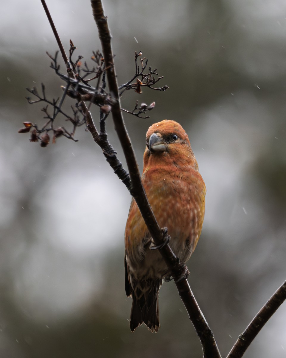 Parrot Crossbill - ML644461186
