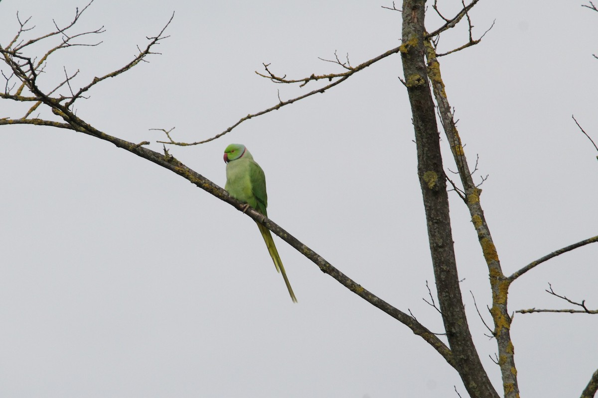 Rose-ringed Parakeet - ML644461190