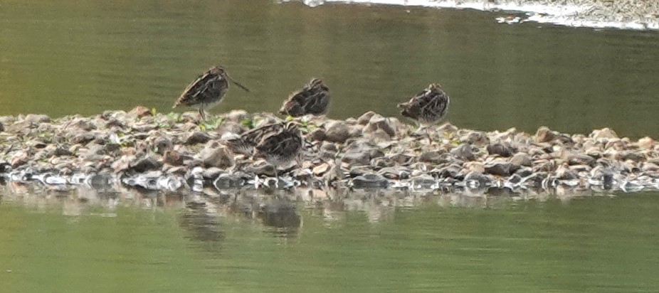 enkeltbekkasin - ML644461192