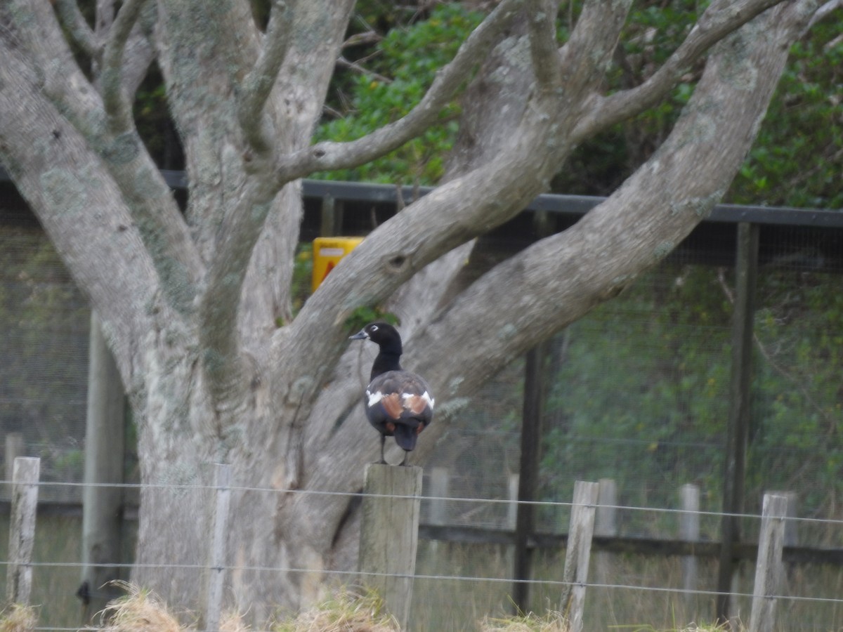 Paradiesgans - ML644461193