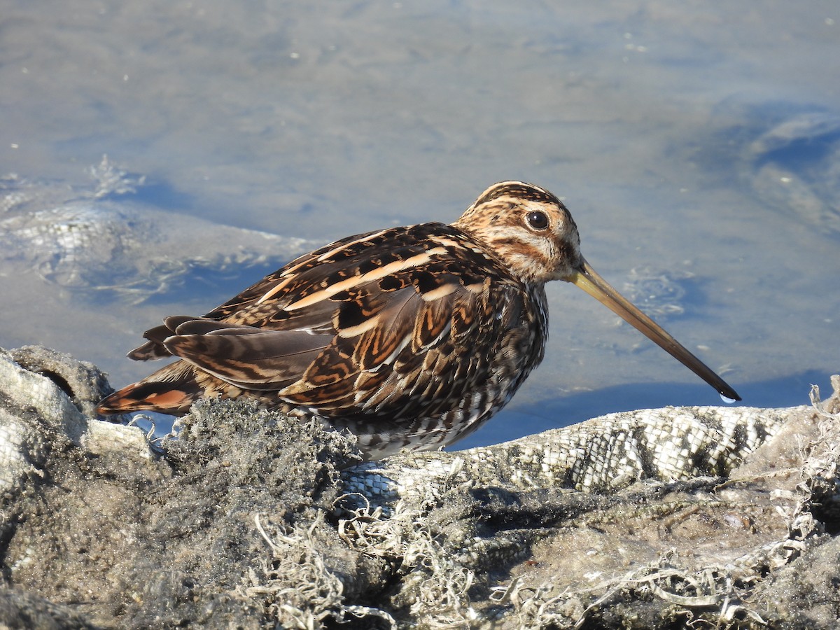 Common Snipe - ML644461194