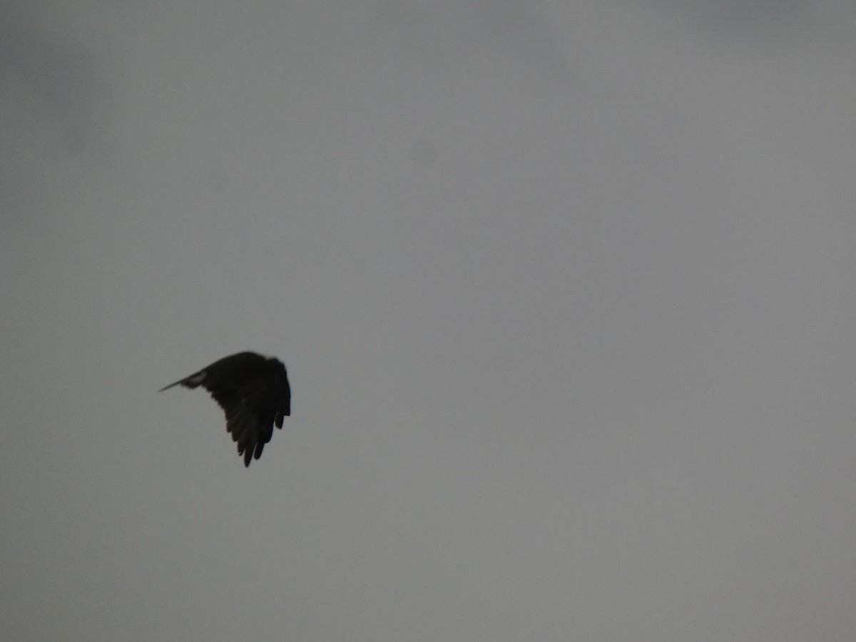 Osprey - ML644461195