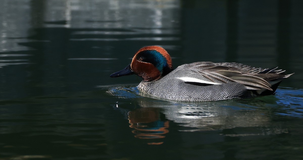 Green-winged Teal (Eurasian) - ML644461196