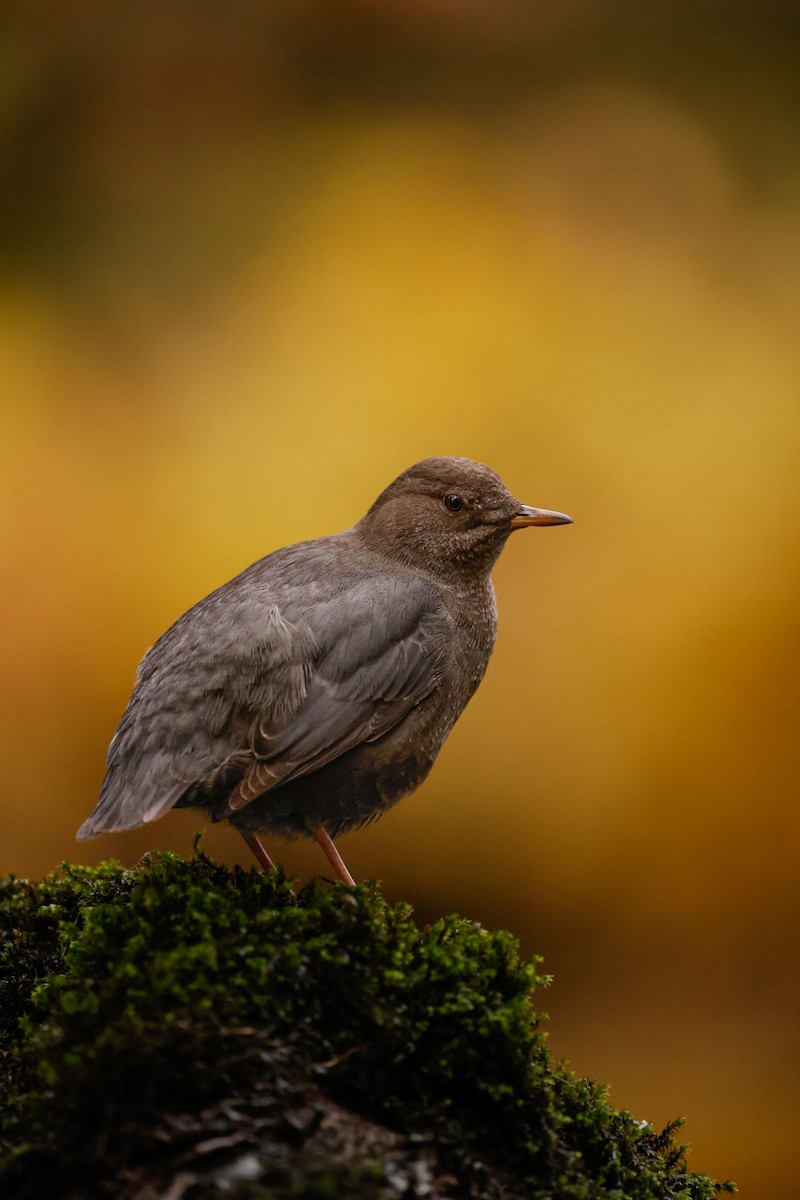 Cincle d'Amérique - ML644461203