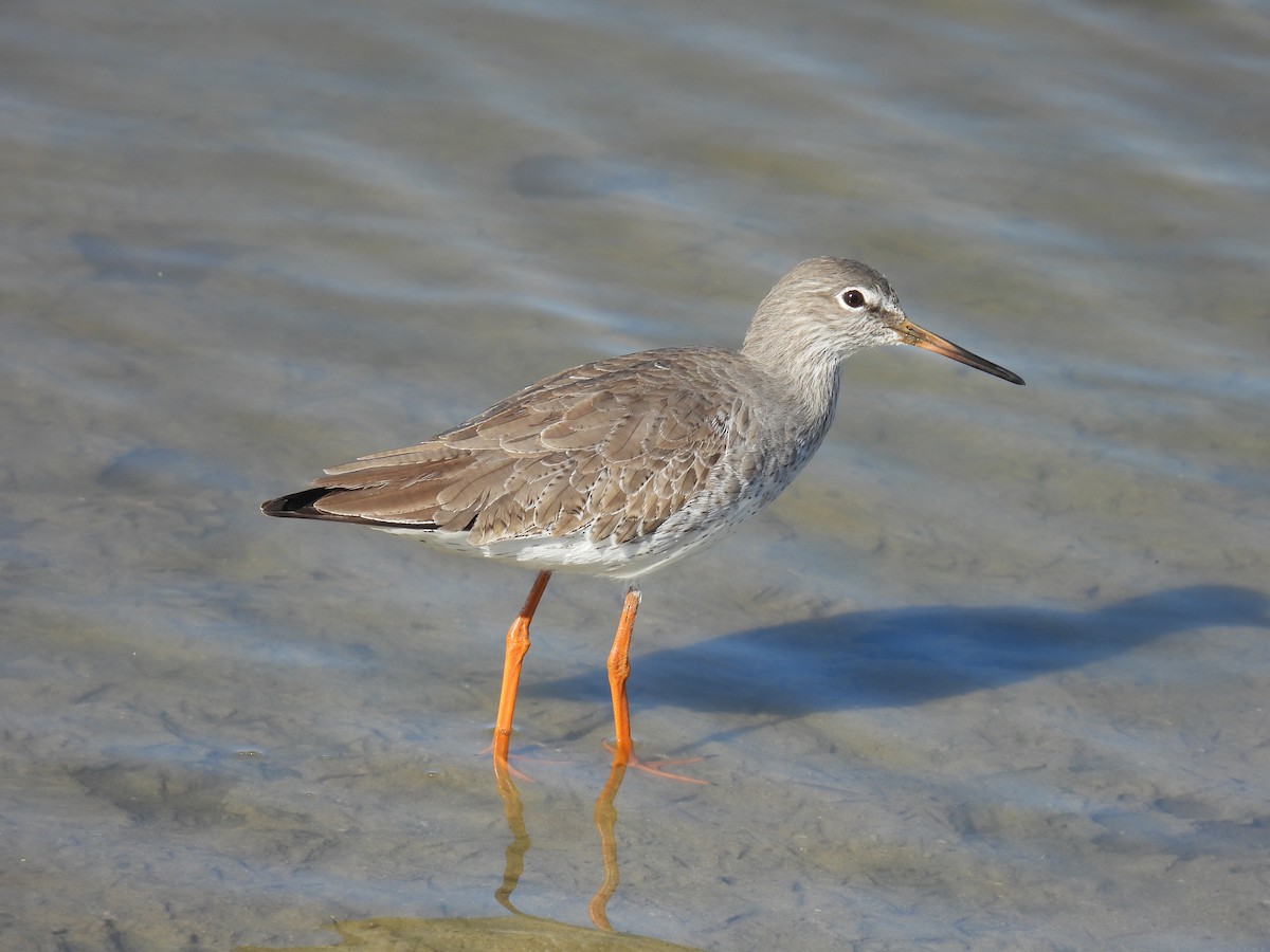 Common Redshank - ML644461204