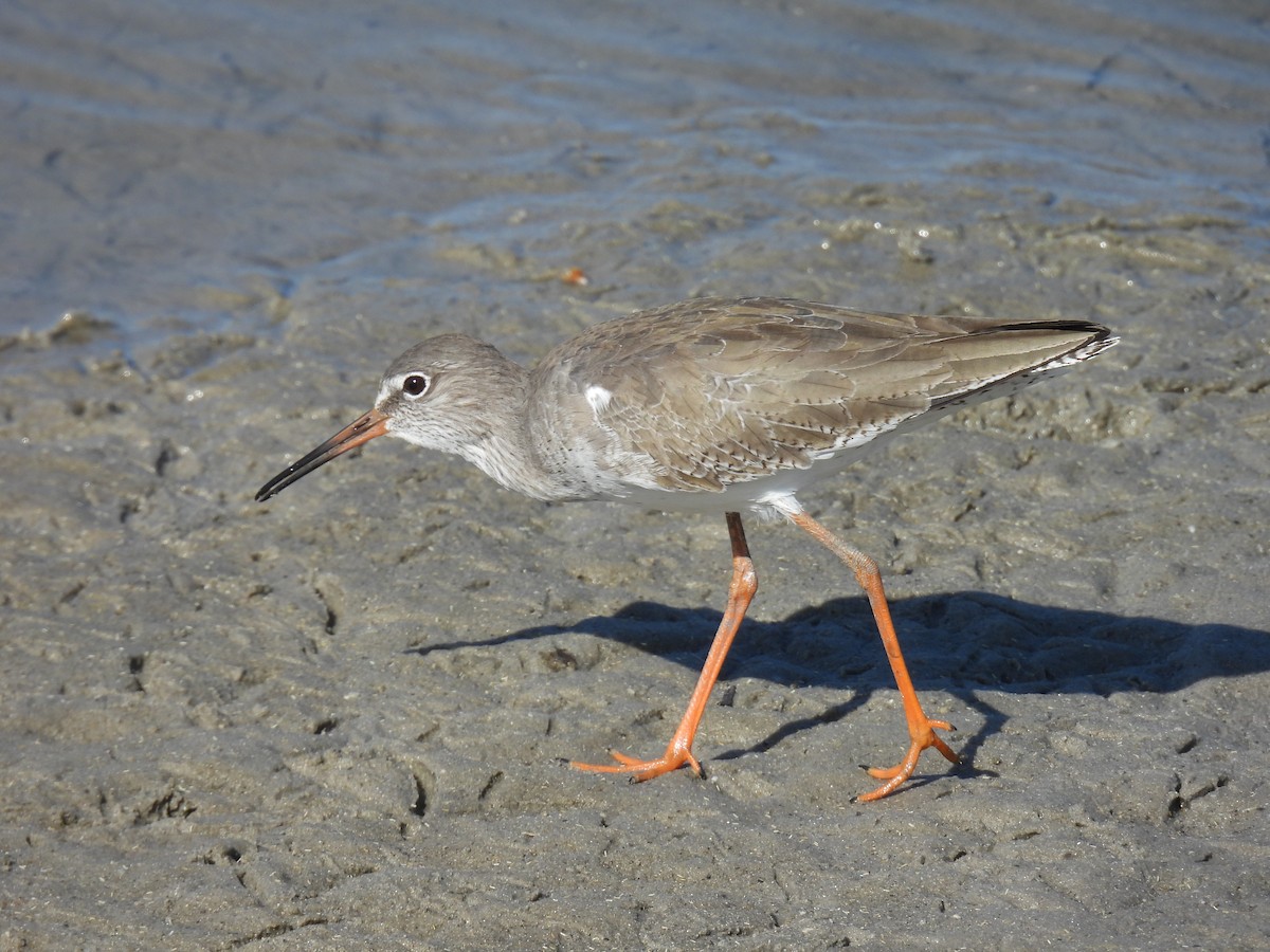 Common Redshank - ML644461205