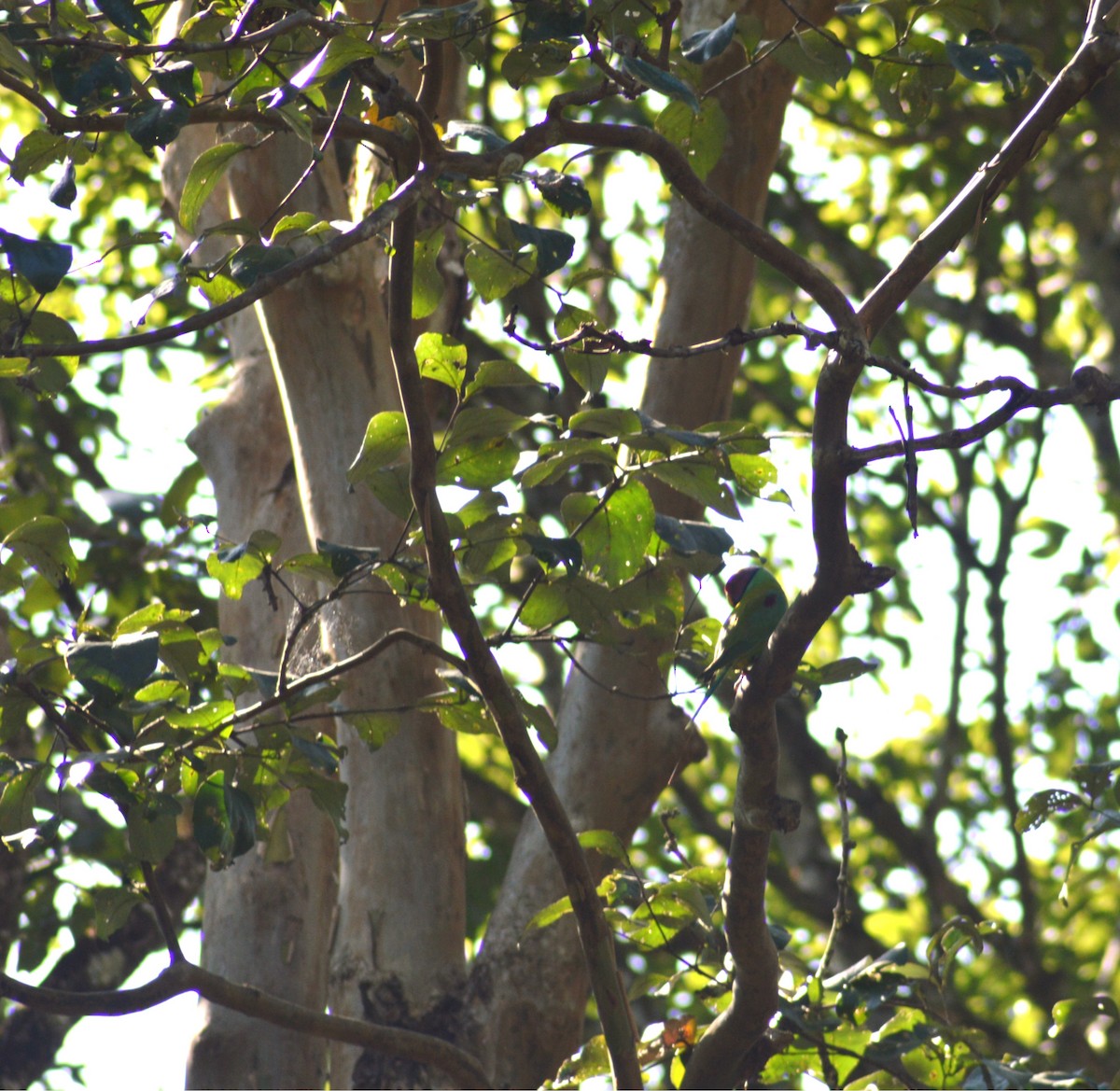 plommehodeparakitt - ML644461207