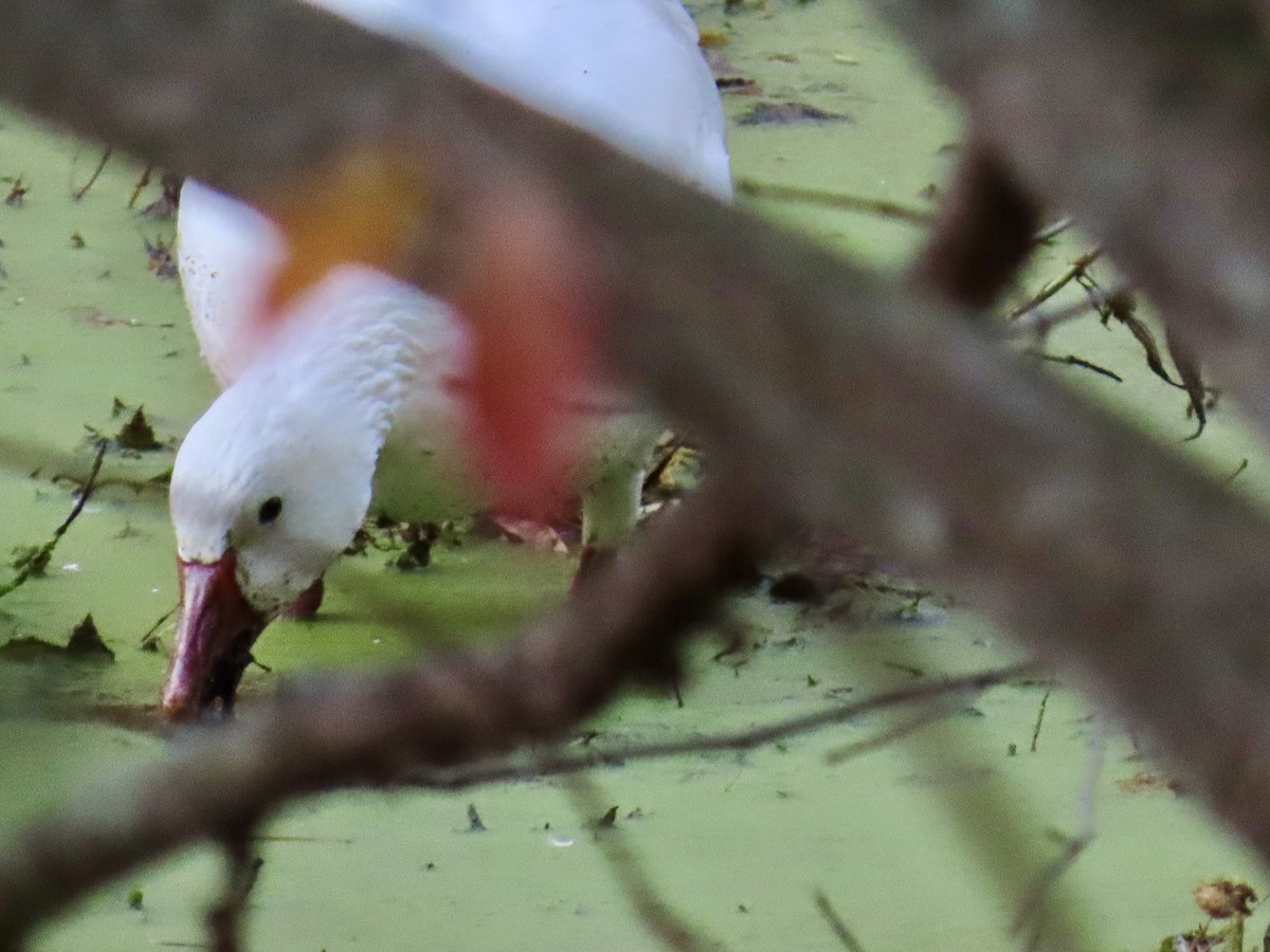 Snow Goose - ML644461208