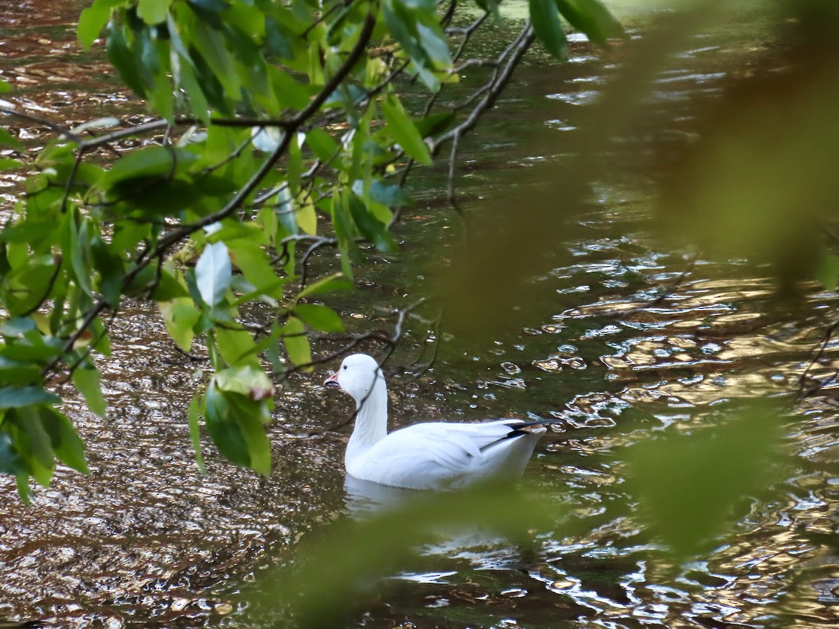 Snow Goose - ML644461209