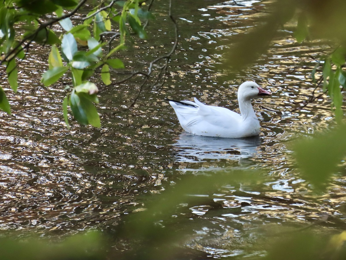 Snow Goose - ML644461210