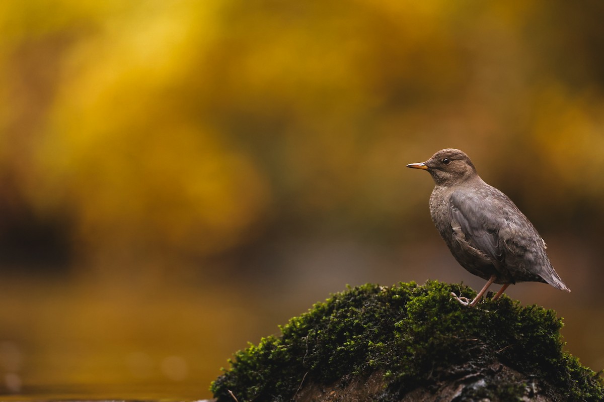Cincle d'Amérique - ML644461211