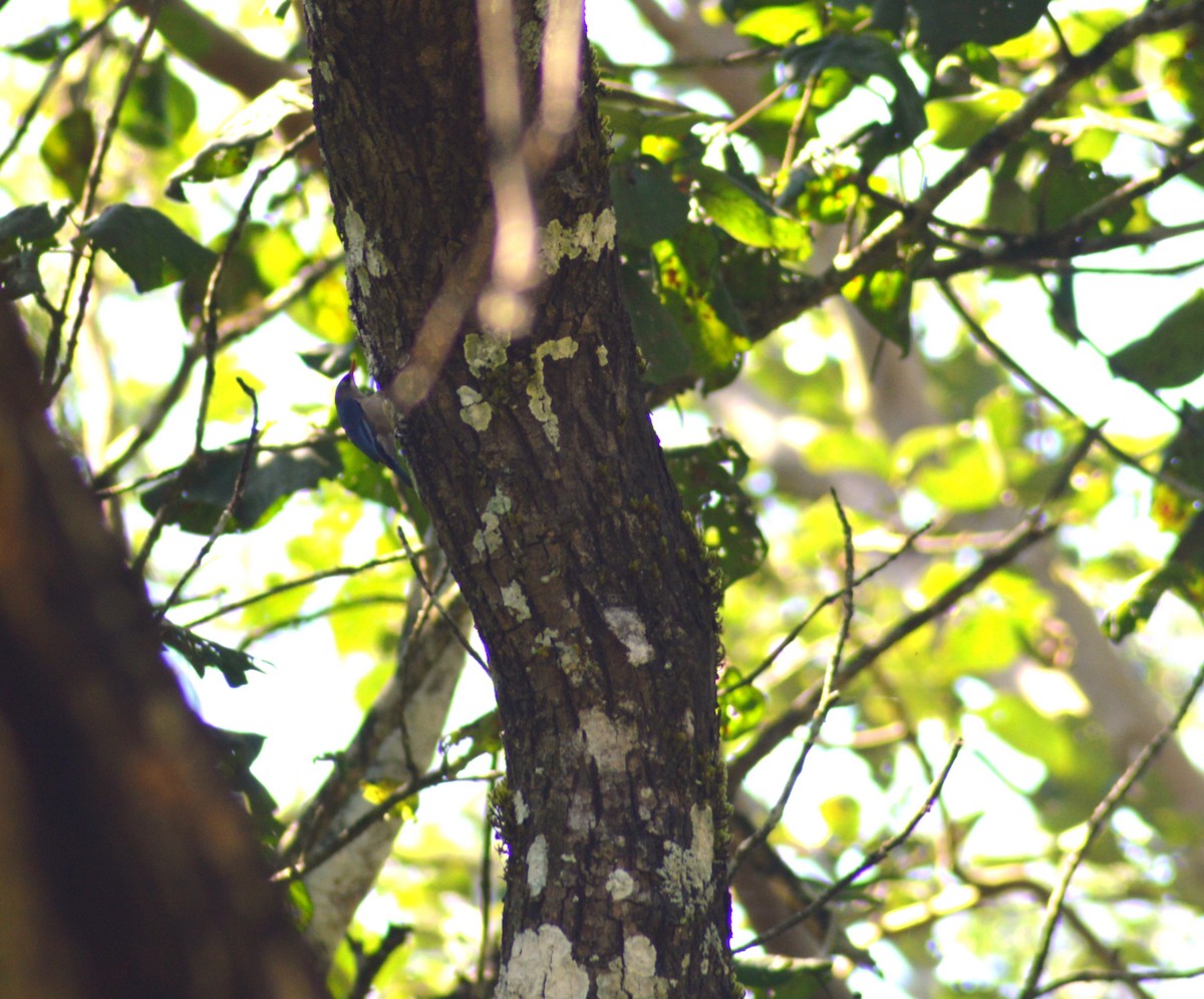 rødnebbspettmeis - ML644461212