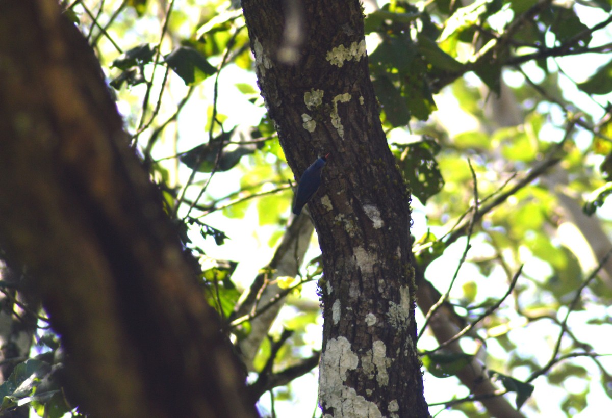 rødnebbspettmeis - ML644461213