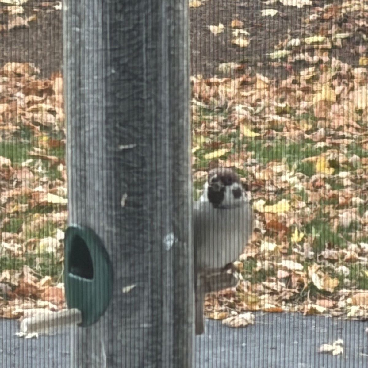 Eurasian Tree Sparrow - ML644461215